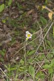 Robin's Plantain, Erigeron pulchellus