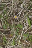 Robin's Plantain, Erigeron pulchellus