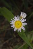 Robin's Plantain, Erigeron pulchellus