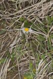 Robin's Plantain, Erigeron pulchellus