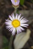 Robin's Plantain, Erigeron pulchellus