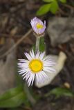 Robin's Plantain, Erigeron pulchellus