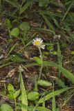 Robin's Plantain, Erigeron pulchellus