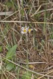 Robin's Plantain, Erigeron pulchellus
