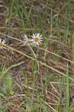 Robin's Plantain, Erigeron pulchellus