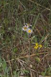 Robin's Plantain, Erigeron pulchellus