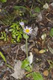 Robin's Plantain, Erigeron pulchellus