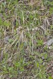 Robin's Plantain, Erigeron pulchellus