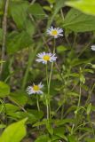 Entireleaf Western Daisy, Astranthium integrifolium