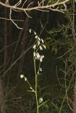 White Rattlesnakeroot, Nabalus albus