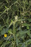 Whiteflower Leafcup, Polymnia canadensis
