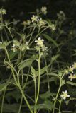 Whiteflower Leafcup, Polymnia canadensis