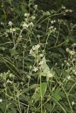 Whiteflower Leafcup, Polymnia canadensis