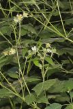 Whiteflower Leafcup, Polymnia canadensis