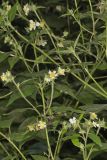 Whiteflower Leafcup, Polymnia canadensis