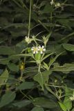 Whiteflower Leafcup, Polymnia canadensis
