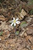 Twinleaf, Jeffersonia diphylla