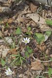 Twinleaf, Jeffersonia diphylla