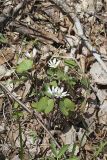 Twinleaf, Jeffersonia diphylla
