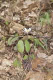 Twinleaf, Jeffersonia diphylla