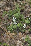 Twinleaf, Jeffersonia diphylla