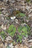 Twinleaf, Jeffersonia diphylla