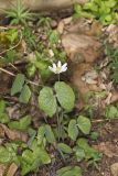 Twinleaf, Jeffersonia diphylla