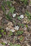 Twinleaf, Jeffersonia diphylla