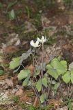 Twinleaf, Jeffersonia diphylla