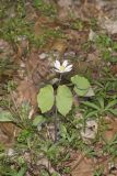 Twinleaf, Jeffersonia diphylla