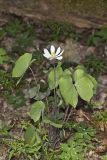 Twinleaf, Jeffersonia diphylla