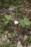 Twinleaf, Jeffersonia diphylla