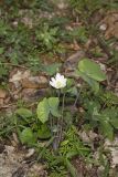 Twinleaf, Jeffersonia diphylla