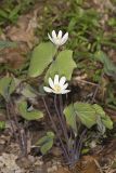 Twinleaf, Jeffersonia diphylla