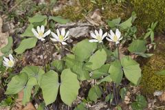 Twinleaf, Jeffersonia diphylla