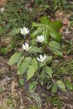 Twinleaf, Jeffersonia diphylla