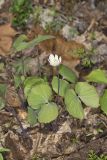 Twinleaf, Jeffersonia diphylla