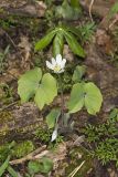 Twinleaf, Jeffersonia diphylla