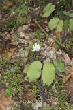 Twinleaf, Jeffersonia diphylla