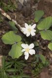 Twinleaf, Jeffersonia diphylla