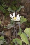 Twinleaf, Jeffersonia diphylla