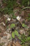 Twinleaf, Jeffersonia diphylla