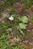 Twinleaf, Jeffersonia diphylla
