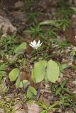 Twinleaf, Jeffersonia diphylla