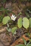 Twinleaf, Jeffersonia diphylla