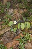 Twinleaf, Jeffersonia diphylla