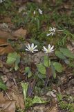 Twinleaf, Jeffersonia diphylla