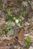 Twinleaf, Jeffersonia diphylla
