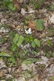 Twinleaf, Jeffersonia diphylla
