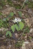Twinleaf, Jeffersonia diphylla